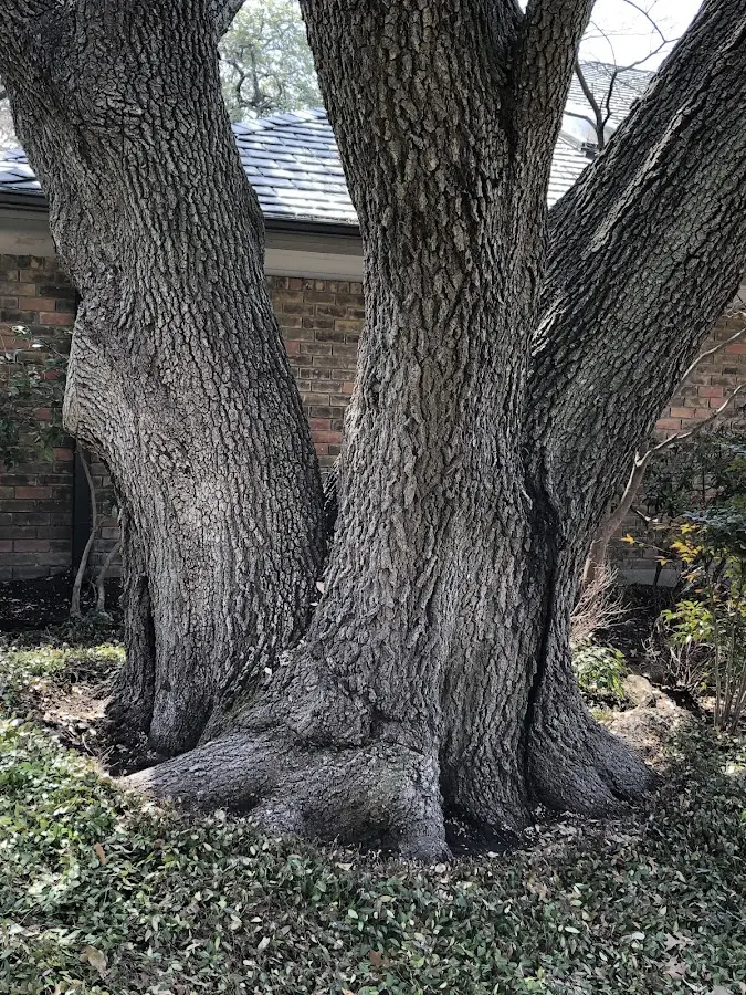 Mature heritage tree close to a Readfield property cared for by certified arborists